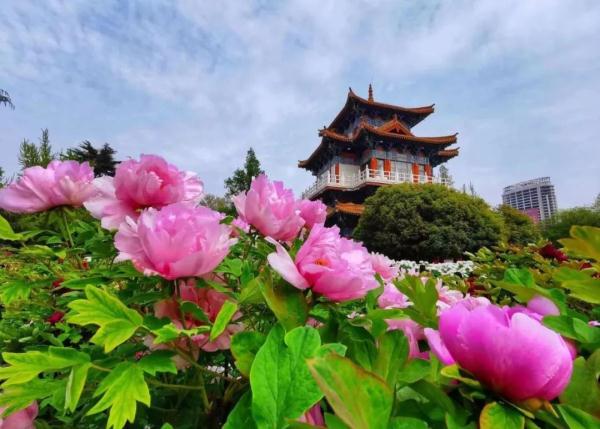 河南人究竟有多爱花？