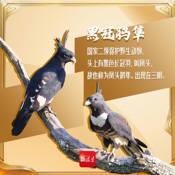 今天,你“鸟”解吗? 今天,你“鸟”解吗?