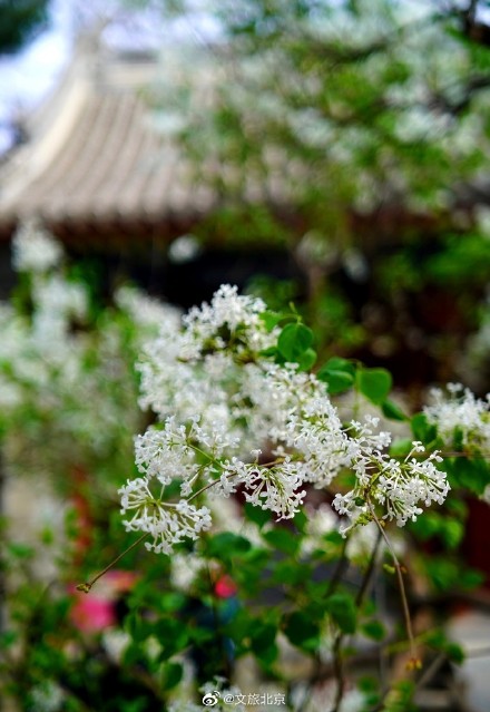 法源寺丁香映红墙青瓦禅意浓