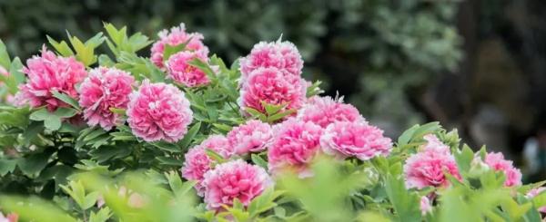 河南人究竟有多爱花？