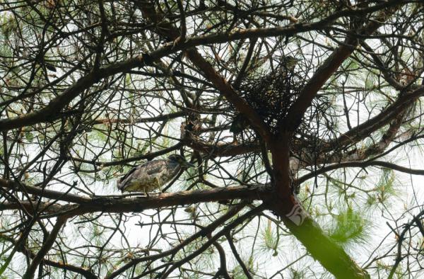 不愧是柳州!“世界上最神秘的鸟”,也来安家生宝宝了! 不愧是柳州!“世界上最神秘的鸟”,也来安家生宝宝了!