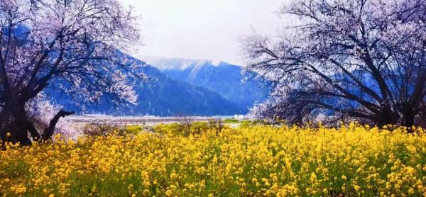 惊艳！桃花朵朵开~