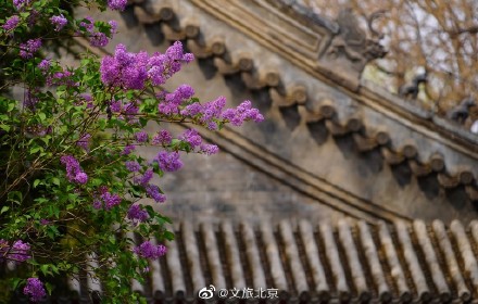 法源寺丁香映红墙青瓦禅意浓