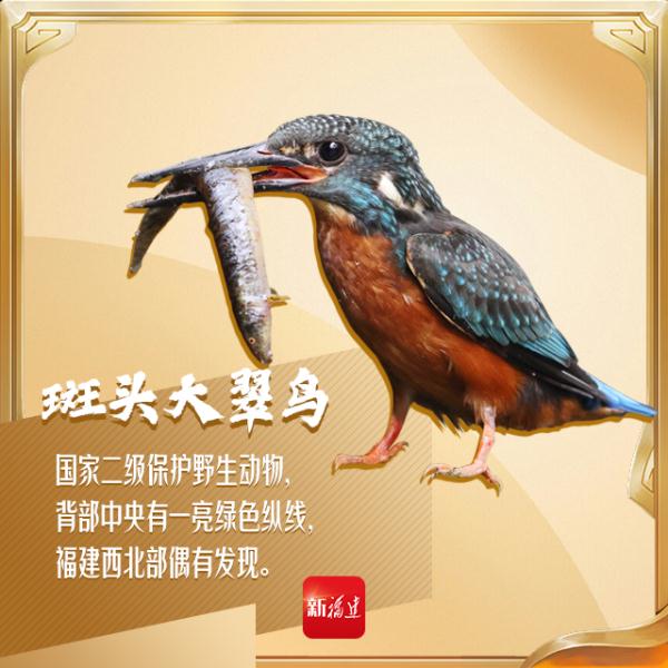 今天,你“鸟”解吗? 今天,你“鸟”解吗?