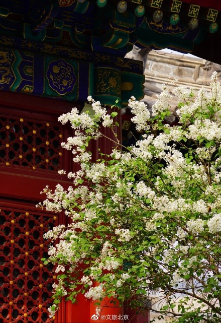 法源寺丁香映红墙青瓦禅意浓