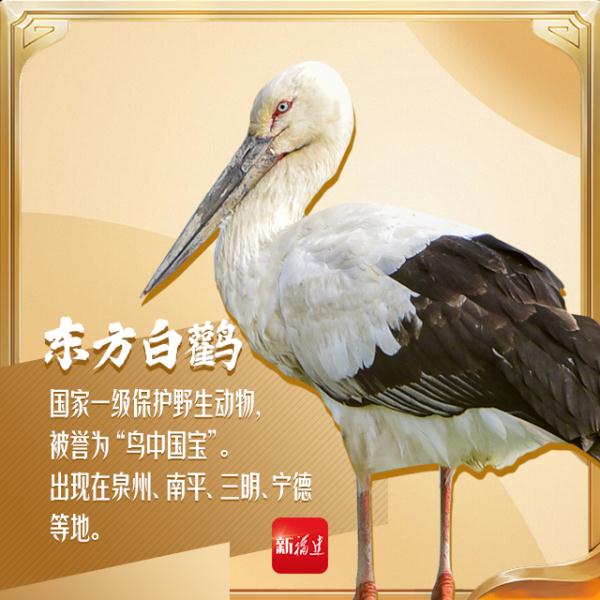 今天,你“鸟”解吗? 今天,你“鸟”解吗?