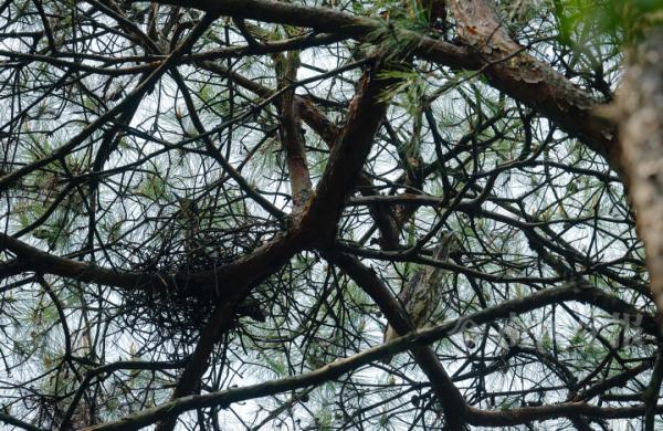 不愧是柳州!“世界上最神秘的鸟”,也来安家生宝宝了! 不愧是柳州!“世界上最神秘的鸟”,也来安家生宝宝了!