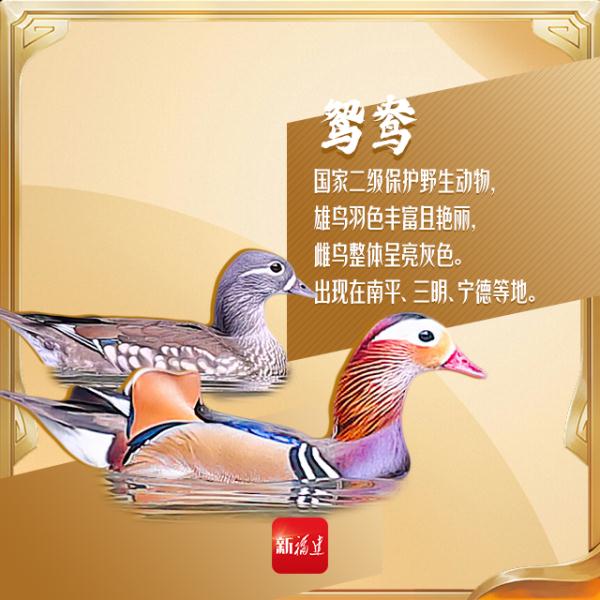 今天,你“鸟”解吗? 今天,你“鸟”解吗?