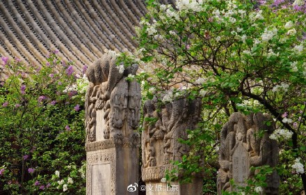 法源寺丁香映红墙青瓦禅意浓