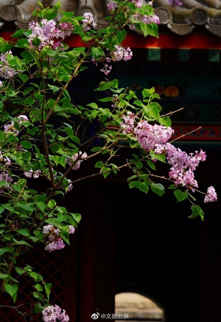 法源寺丁香映红墙青瓦禅意浓