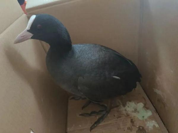 当报警这件“小事”，被动物学会了