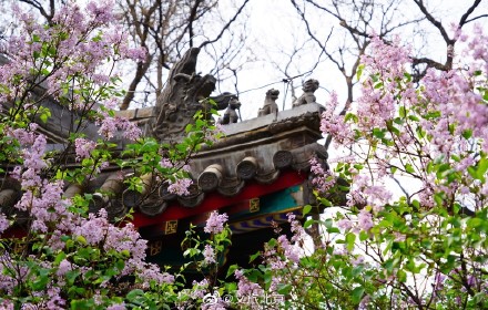 法源寺丁香映红墙青瓦禅意浓