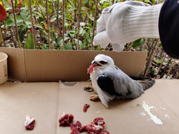 当报警这件“小事”，被动物学会了