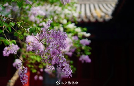 法源寺丁香映红墙青瓦禅意浓