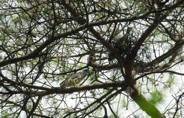 不愧是柳州!“世界上最神秘的鸟”,也来安家生宝宝了! 不愧是柳州!“世界上最神秘的鸟”,也来安家生宝宝了!