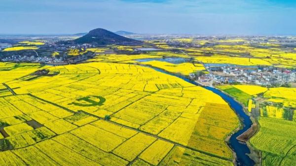 河南人究竟有多爱花？