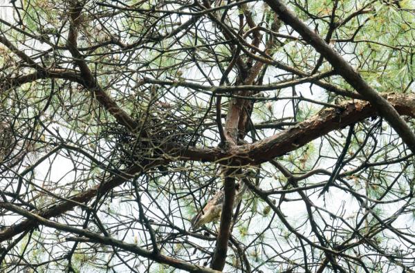 不愧是柳州!“世界上最神秘的鸟”,也来安家生宝宝了! 不愧是柳州!“世界上最神秘的鸟”,也来安家生宝宝了!