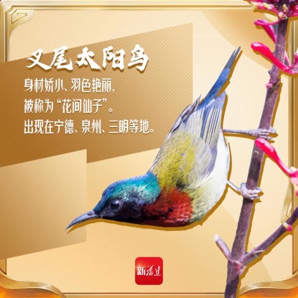 今天,你“鸟”解吗? 今天,你“鸟”解吗?