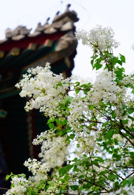 法源寺丁香映红墙青瓦禅意浓