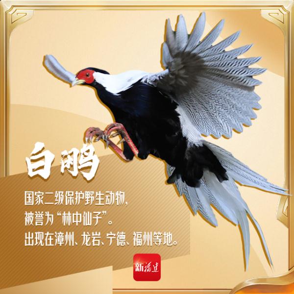 今天,你“鸟”解吗? 今天,你“鸟”解吗?