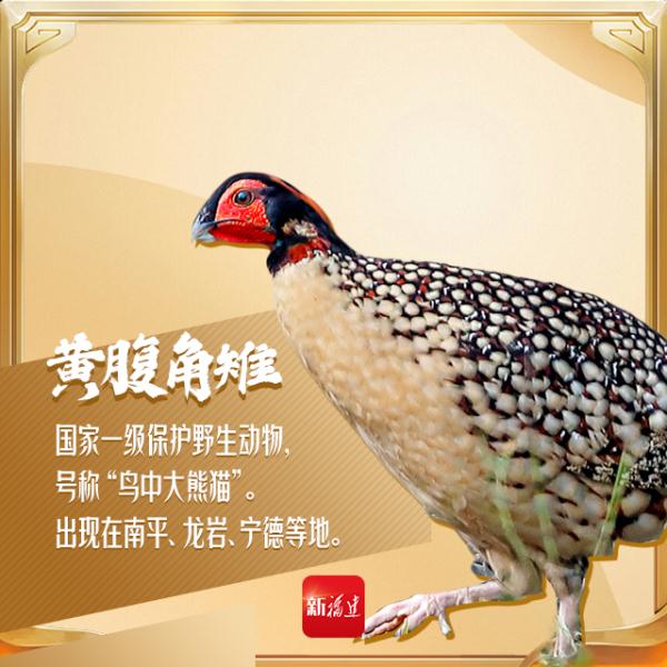 今天,你“鸟”解吗? 今天,你“鸟”解吗?