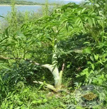 紧急提醒!春节出游、扫墓行程中,这些野菜千万不要误食! 紧急提醒!春节出游、扫墓行程中,这些野菜千万不要误食!