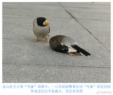 玻璃是造成大量飞鸟殒命元凶 玻璃是造成大量飞鸟殒命元凶