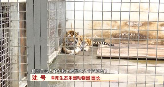 阜阳：诞下小虎崽后虎妈不管不顾，四个“90后”小伙客串“虎爸”！