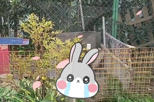 养了4年的爱宠被盗，找到时已成他人下酒菜？此事已不是第一次发生→