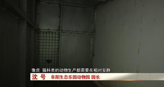 阜阳：诞下小虎崽后虎妈不管不顾，四个“90后”小伙客串“虎爸”！