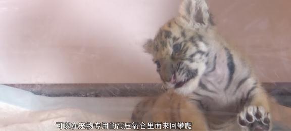 阜阳：诞下小虎崽后虎妈不管不顾，四个“90后”小伙客串“虎爸”！