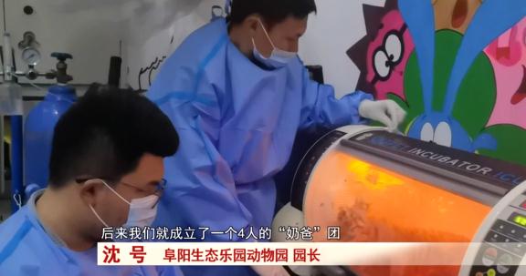 阜阳：诞下小虎崽后虎妈不管不顾，四个“90后”小伙客串“虎爸”！