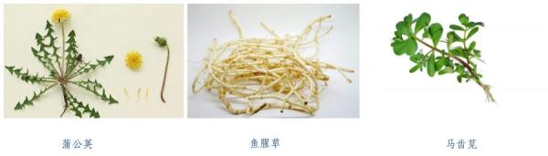 紧急提醒!春节出游、扫墓行程中,这些野菜千万不要误食! 紧急提醒!春节出游、扫墓行程中,这些野菜千万不要误食!