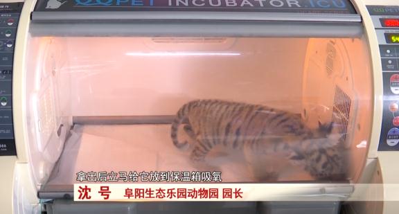 阜阳：诞下小虎崽后虎妈不管不顾，四个“90后”小伙客串“虎爸”！