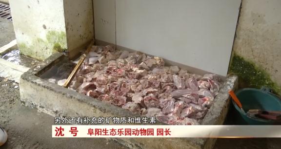 阜阳：诞下小虎崽后虎妈不管不顾，四个“90后”小伙客串“虎爸”！