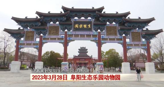 阜阳：诞下小虎崽后虎妈不管不顾，四个“90后”小伙客串“虎爸”！