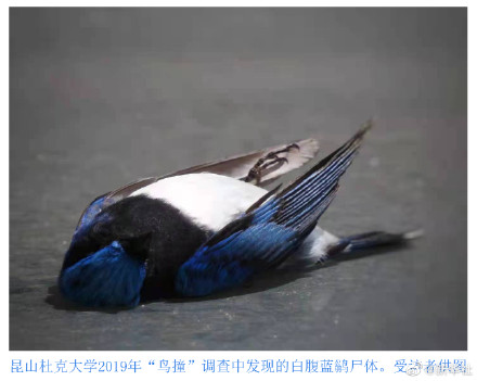 玻璃是造成大量飞鸟殒命元凶 玻璃是造成大量飞鸟殒命元凶