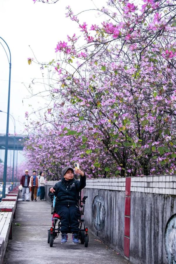 美哭！柳州街头洋紫荆绽放，“粉色风暴”太惊艳！