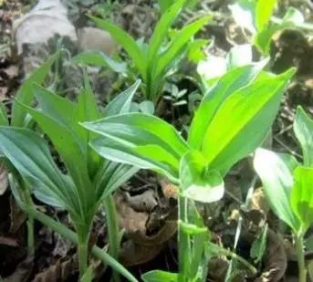 紧急提醒!春节出游、扫墓行程中,这些野菜千万不要误食! 紧急提醒!春节出游、扫墓行程中,这些野菜千万不要误食!