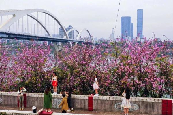 美哭！柳州街头洋紫荆绽放，“粉色风暴”太惊艳！