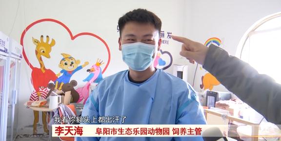 阜阳：诞下小虎崽后虎妈不管不顾，四个“90后”小伙客串“虎爸”！
