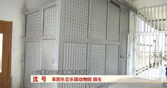 阜阳：诞下小虎崽后虎妈不管不顾，四个“90后”小伙客串“虎爸”！
