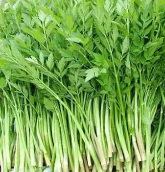 紧急提醒!春节出游、扫墓行程中,这些野菜千万不要误食! 紧急提醒!春节出游、扫墓行程中,这些野菜千万不要误食!