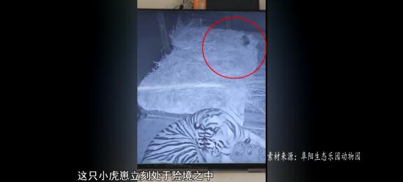 阜阳：诞下小虎崽后虎妈不管不顾，四个“90后”小伙客串“虎爸”！
