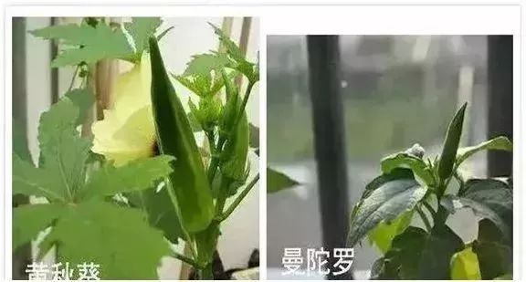 紧急提醒!春节出游、扫墓行程中,这些野菜千万不要误食! 紧急提醒!春节出游、扫墓行程中,这些野菜千万不要误食!