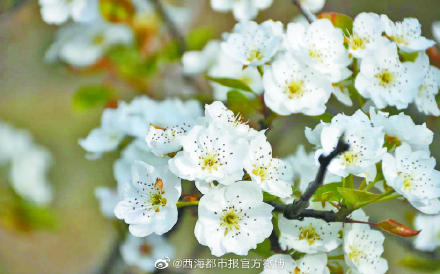 “赏花地图”来啦!青海多地陆续开启赏花模式 “赏花地图”来啦!青海多地陆续开启赏花模式