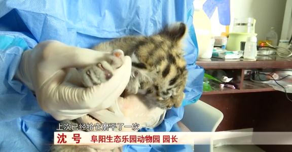 阜阳：诞下小虎崽后虎妈不管不顾，四个“90后”小伙客串“虎爸”！