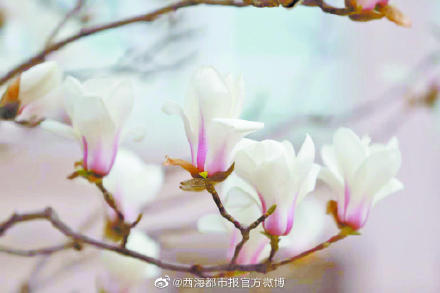 “赏花地图”来啦!青海多地陆续开启赏花模式 “赏花地图”来啦!青海多地陆续开启赏花模式