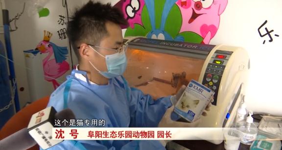 阜阳：诞下小虎崽后虎妈不管不顾，四个“90后”小伙客串“虎爸”！