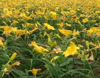 紧急提醒!春节出游、扫墓行程中,这些野菜千万不要误食! 紧急提醒!春节出游、扫墓行程中,这些野菜千万不要误食!